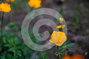 Blooming orange Siberian globeflower