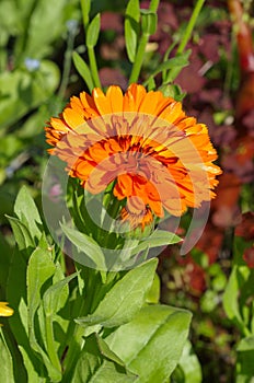 Blooming orange terry calendula, or marigold Lat. Calendula officinalis in the summer garden