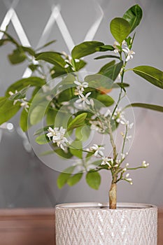 blooming orange tree. home decorative plant with white flowers, tangerine tree, citrus flower in a pot.
