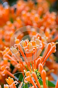 Blooming orange trumpet flowers orFire-cracker vine with natural green  background