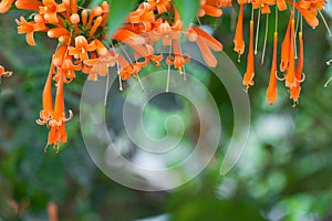 Blooming orange trumpet flowers orFire-cracker vine with natural green  background