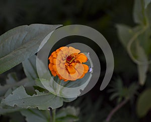 Blooming Orange Zinnia (Zinnia elegans) Flower.