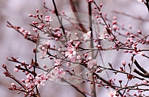 Blooming orchard tree in springtime. Japanese cherry â€“ Sakura tree blossom