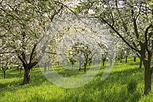 Blooming orchard in the very center of Prague on Petrin Hill in