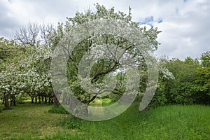Blooming orchard with white apple trees