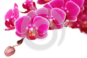 Blooming orchid