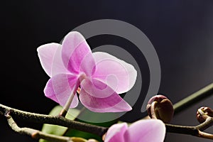 Blooming orchid flower Phalaenopsis in a dark studio