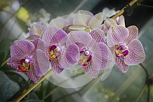 blooming orchid in the greenhouse