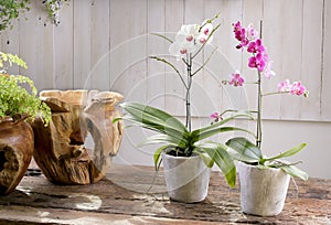 Kvitnúce orchidea na starodávny drevený stôl 