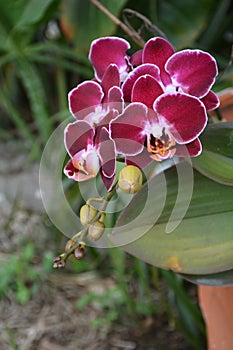 Blooming Orchidea