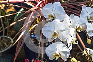 Blooming Orchids