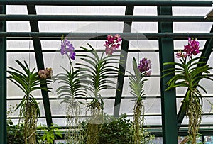 Blooming orchids with air roots