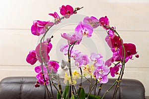 blooming orchids in living room