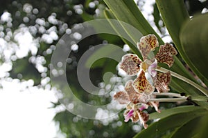 Blooming Orchids or Orchidaceae Colorful Flowers