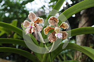 Blooming Orchids or Orchidaceae Colorful Flowers