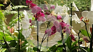 Blooming orchids in the park on a background of a waterfall