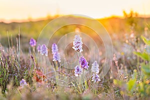 Blooming orchis at Terschelling photo