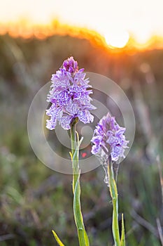 Blooming orchis at Terschelling photo