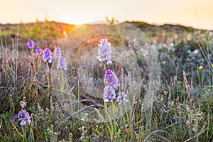Blooming orchis at Terschelling photo