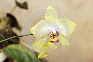 Blooming orhid flowers Phalaenopsis lemon colors blossoming
