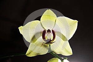 Blooming orhid flowers Phalaenopsis lemon colors blossoming