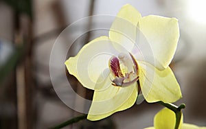 Blooming orhid flowers Phalaenopsis lemon colors blossoming