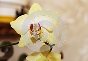 Blooming orhid flowers Phalaenopsis lemon colors blossoming