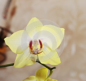 Blooming orhid flowers Phalaenopsis lemon colors blossoming