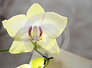 Blooming orhid flowers Phalaenopsis lemon colors blossoming