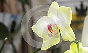 Blooming orhid flowers Phalaenopsis lemon colors blossoming