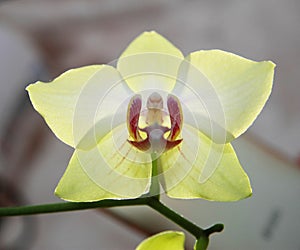 Blooming orhid flowers Phalaenopsis lemon colors blossoming