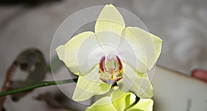 Blooming orhid flowers Phalaenopsis lemon colors blossoming