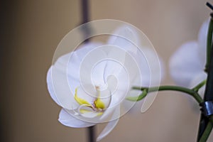 Blooming orhid flowers Phalaenopsis white colors blossoming