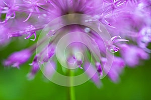 Blooming ornamental onion (Allium)