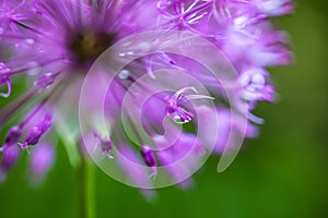 Blooming ornamental onion (Allium)