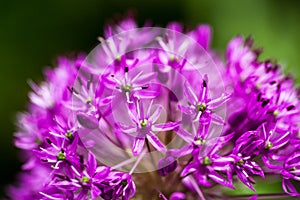 Blooming ornamental onion (Allium)