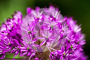 Blooming ornamental onion Allium