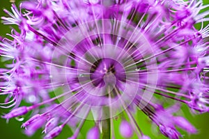 Blooming ornamental onion Allium