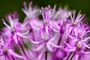 Blooming ornamental onion Allium