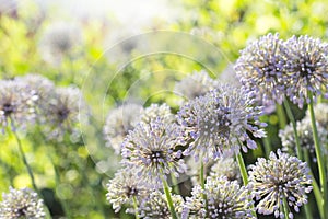 Blooming ornamental onions