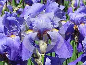 Blooming outdoor spring summer plant. Vivid purple  blue. Spring summer outdoor flowers. 