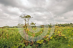 Blooming and overblown common hogweed against a gray cloudy sky