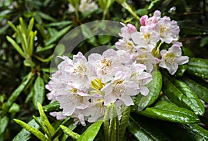 Blooming pale pink rhododendron after rain, Haaga Rhododendron Park, Helsiki, Finland
