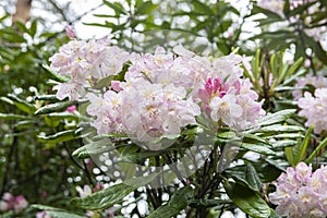 Blooming pale pink rhododendron after rain, Haaga Rhododendron Park, Helsiki, Finland