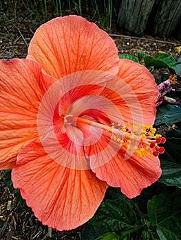 Blooming pale red flower foregrounds a bed of mulch