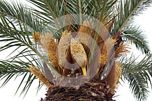 Blooming palm tree, Le Grau-du-Roi, France