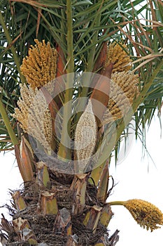 Blooming palm tree in Le Grau-du-Roi, France