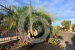 Blooming palm tree with tight clusters of yellow flowers at the base of fronds photo