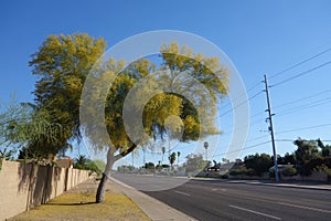 Blooming Palo Verde along city streets in Phoenix, AZ
