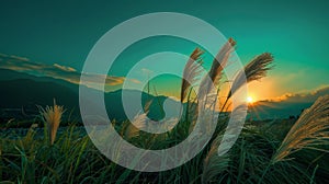 Blooming pampa grass with dramatic mountain range